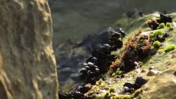 小软体动物和贻贝粘在海滩岩石上 — 图库视频影像