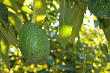 Avokado hass meyvesi bir avokado ağacında