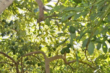 Avocados hass fruit hanging in a tropical plantation