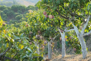 Mangolar meyve ağaçlarında sallanıyor.