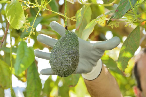 Worker Picking Avocado Hass Fruit — Fotografia de Stock