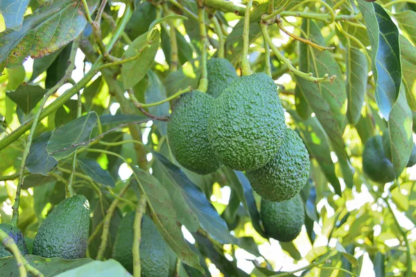 Avocados Hanging Avocado Tree — Stockfoto