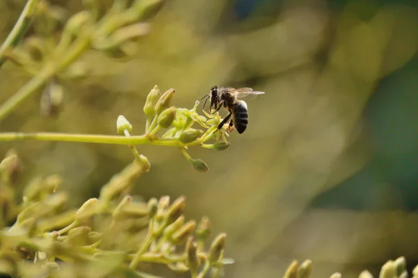 Bee Avocado Flower Pollination — Zdjęcie stockowe