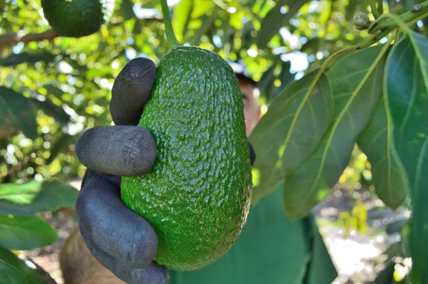 Picking Avocado Hass Fruit — Fotografia de Stock