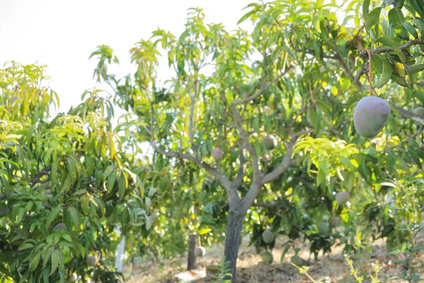 Mangoes hanging in mango tree in a fruit trees plantation