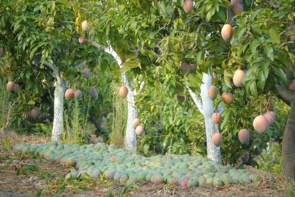 Mangoes hanging in mango trees in a fruit trees plantation