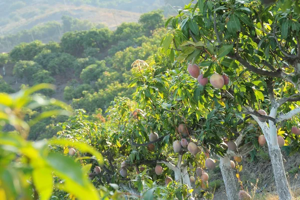 Mango hanging in mango trees in a fruit trees plantation