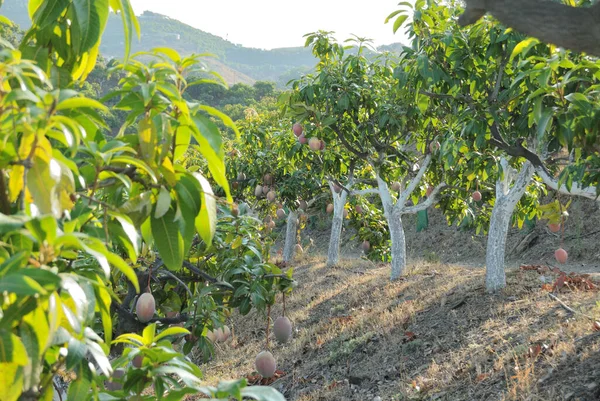 Plantation of mango trees with mango fruit in the branches