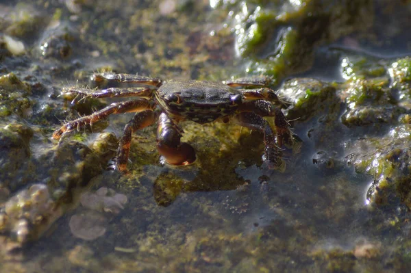Limandaki bir kayada siğil yengeci - Erio Verrucosa