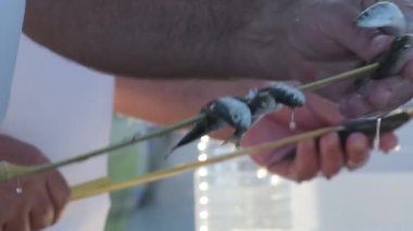 Espeterolar sardalyaları şişliyor. Sardalya espetosu, tipik İspanyol yemeği.