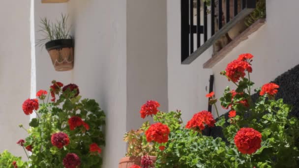 Red Geraniums White Andalusian Street — Stok video