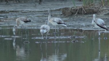 Gün batımında nehirde vahşi Büyük Flamingo kolonisi. Phoenicopterus gülü