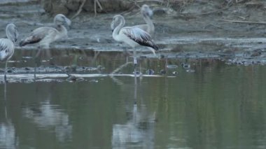 Nehir veya göletteki vahşi Büyük Flamingo kolonisi. Phoenicopterus gülü