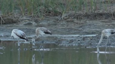 Nehirdeki Büyük Flamingolar