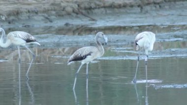 Göletteki Vahşi Büyük Flamingolar. Phoenicopterus gülü