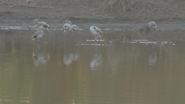 Colônia Flamingos Maior Rio Lagoa Pôr Sol Phoenicopterus Roseus — Vídeo de Stock