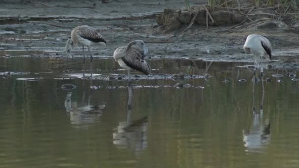 Kolonie Der Großen Flamingos Phenicopterus Roseus — Stockvideo