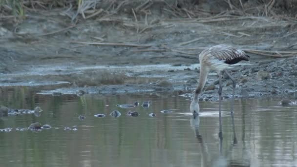 Wild Greater Flamingo Pond Phoenicopterus Roseus — Stock Video