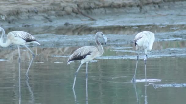 Wild Greater Flamingos Pond Phoenicopterus Roseus — Stock video