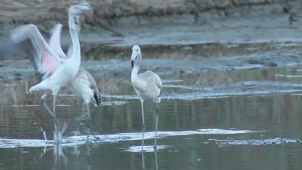 Nagy Flamingók Kolóniája Folyóban Fönicopterus Roseus — Stock videók