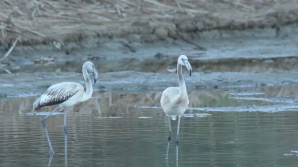 Fenicotteri Maggiori Fiume Fenicottero Maggiore — Video Stock