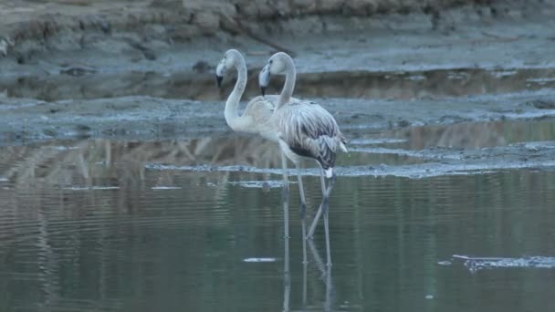 Greater Flamingos Pond Greater Flamingo — Video Stock