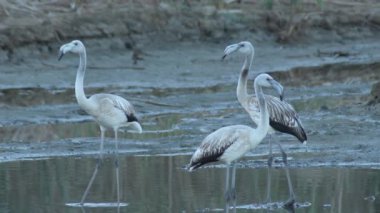 Göletteki Büyük Flamingo kolonisi. Phoenicopterus gülü