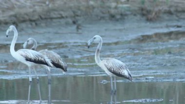 Nehirdeki Vahşi Büyük Flamingolar. Phoenicopterus gülü