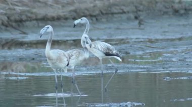 Nehirdeki vahşi Büyük Flamingo kolonisi. Phoenicopterus gülü