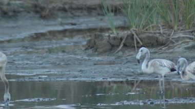 Göletteki vahşi Büyük Flamingo kolonisi