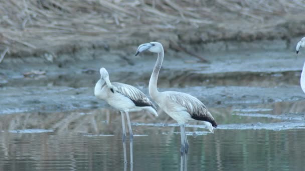 Colony Greater Flamingos Řece Při Západu Slunce Phoenicopterus Roseus — Stock video