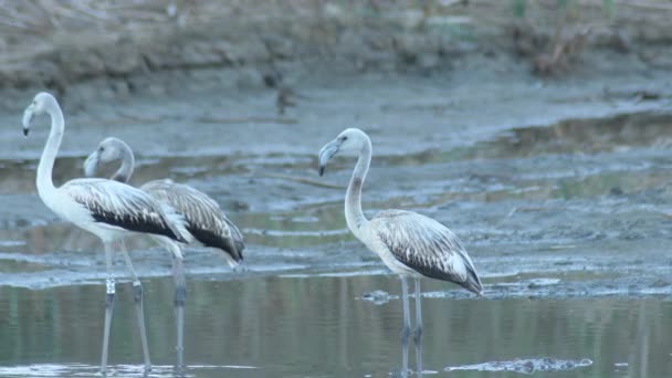 Wild Greater Flamingos River Phoenicopterus Roseus — Vídeos de Stock