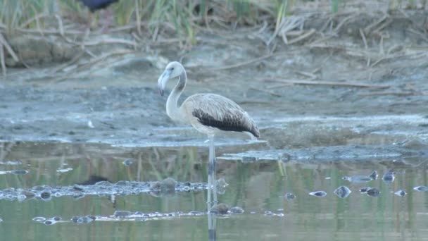 Bataklıktaki Büyük Flamingo Daha Büyük Flamingo — Stok video