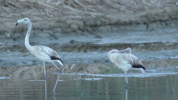 Kolonin Flamingos Våtmark Fenicopterus Roseus — Stockvideo