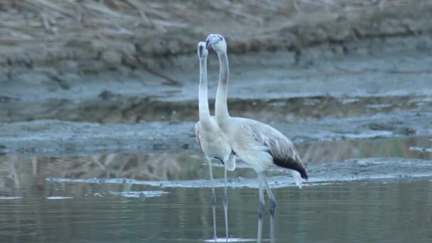 Větší Plameňáci Mokřinách Větší Flamingo — Stock video