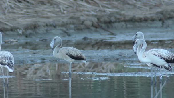Kolonie Der Großen Flamingos Einem Fluss Phenicopterus Roseus — Stockvideo