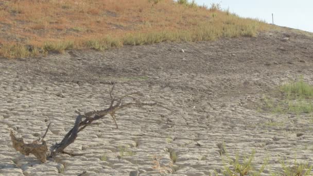 湖中因干旱而干枯的土地和干枯的树木 — 图库视频影像