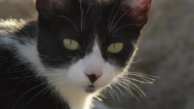 Küçük sokak kedisi etrafa bakıyor. Mutlu kedi.