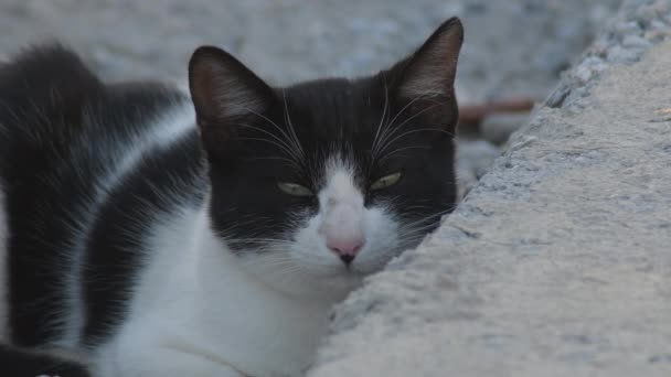 Kleine Streunende Katze Schließt Die Augen Und Schläft Felsenkater — Stockvideo