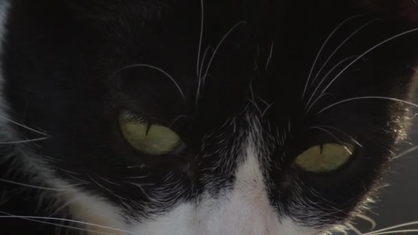 Pequeño Gato Callejero Mirando Alrededor Bostezando Felis Catus — Vídeo de stock