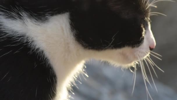 Zbłąkany Kot Się Rozgląda Żelazomocznik — Wideo stockowe