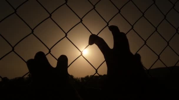 Handen Grijpen Een Draad Hek Schudden Het Wanhopig Bij Zonsondergang — Stockvideo