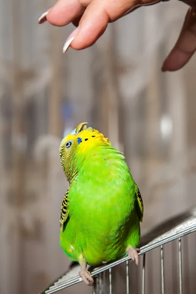 Papugi faliste — Zdjęcie stockowe