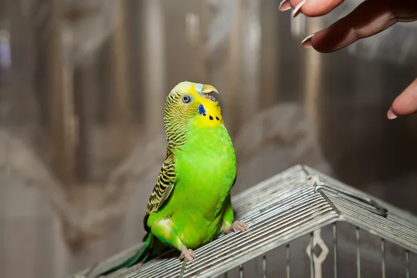 Budgerigar — Foto Stock