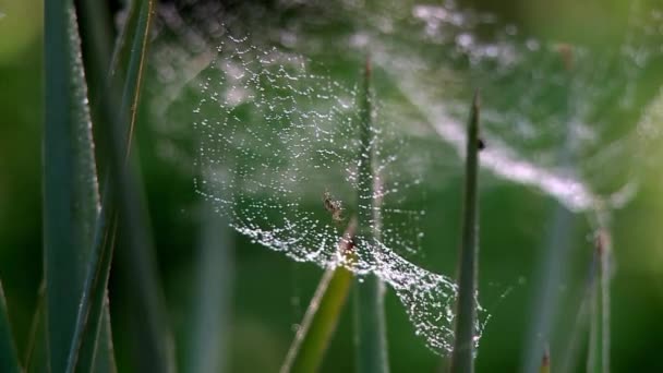 Spinne im Tau. — Stockvideo