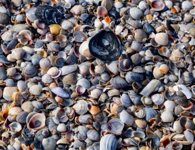 Denizde bir adanın kıyısında deniz kabukları. 