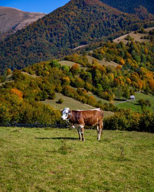 Güneşli bir günde sonbahar dağlarında bir çayırda inek.. 
