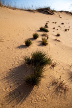 Kumulları olan güzel bir çöl manzarası. Güneşli bir günde Oleshkiv kumlarında yürü. 