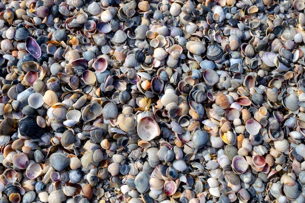 Seashells Brzegu Wyspy Morzu — Zdjęcie stockowe