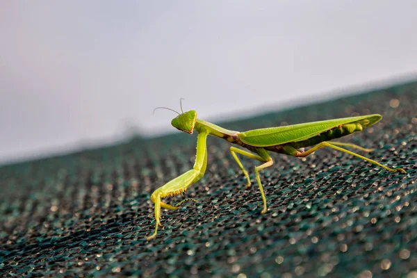 Female Mantis Island Summer — Stock Photo, Image